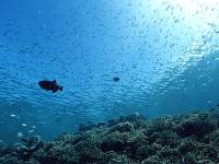 デバスズメの群れ