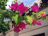 ヤシ葺きコテージとブーゲンビリア