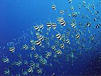 ハタタテダイの群れ