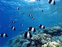 ブラックピラミッド・バタフライフッシュ