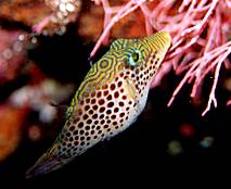 �n�i�_�C�̒���