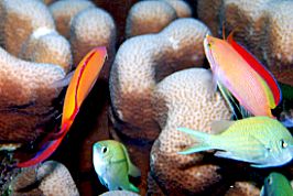 �n�i�_�C�̒��ԂP