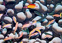 �n�i�_�C�̒��ԂP