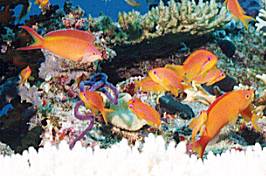 �n�i�_�C�̒��ԂQ