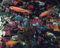 ������ł���n�[