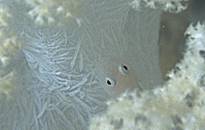 �E�~�^�P�n�[