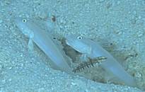 �I�g���n�[�̒��ԁH