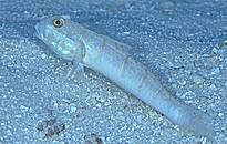 �I�g���n�[