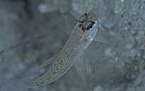 ���̕s���̃n�[