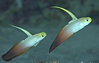 �n�^�^�e�n�[