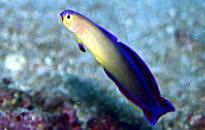 �A�P�{�m�n�[