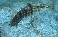 �T���T�n�[