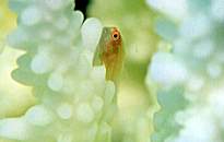 �T���S�n�[�̒���