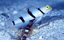 �h���L�����E�S�r�[