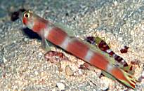 �I�[�����E�S�r�[