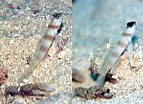 �q���_�e�n�[