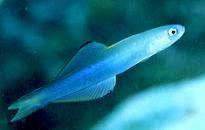 �N�������n�[