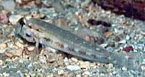 Eye-bar Sand-Goby�H