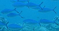 フュージラーの仲間