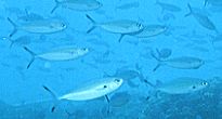 フュージラーの仲間