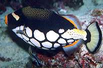 �z���\�����P�x��