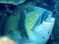 �N���[�j���O�G�r