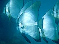 �c�o���E�I