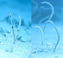 �K�[�f���C�[��