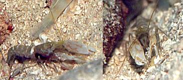 �����W�u�̋����G�r���̂Q