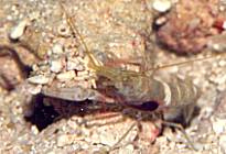 �����W�u�̋����G�r���̂Q