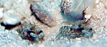 �����W�u�̋����G�r���̂R