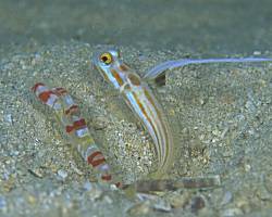 �����哇�̃��V���n�[�̃G�r