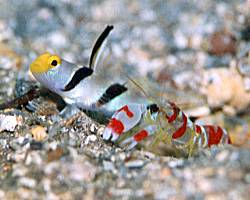 ��ނ̃q���i�K�l�W�̃G�r