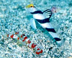 �x�˂̃l�W�����{�E�̃G�r