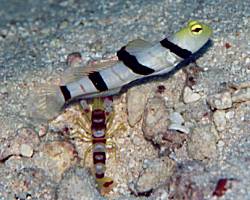 �h���L�����E�S�r�[�̃G�r