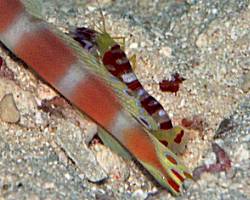 �I�[�����E�S�r�[�̃G�r