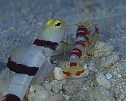 �h���L�����E�S�r�[�̃G�r